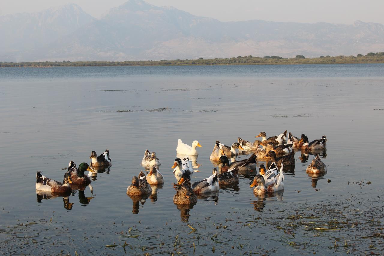 Hotel Shkodra Lake Široka Eksteriør billede